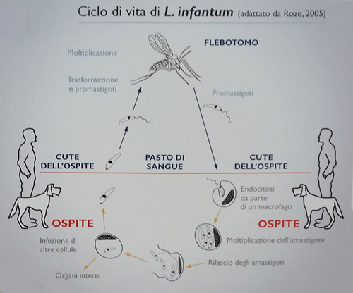 ambulatorio argo ciclo leish 2